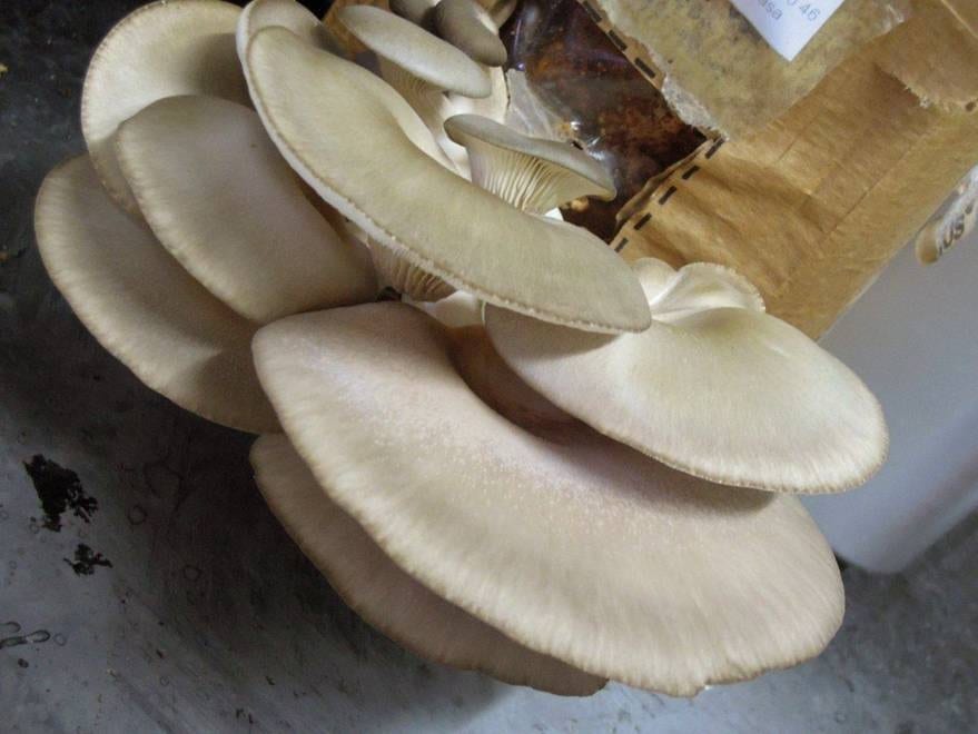 cogumelos