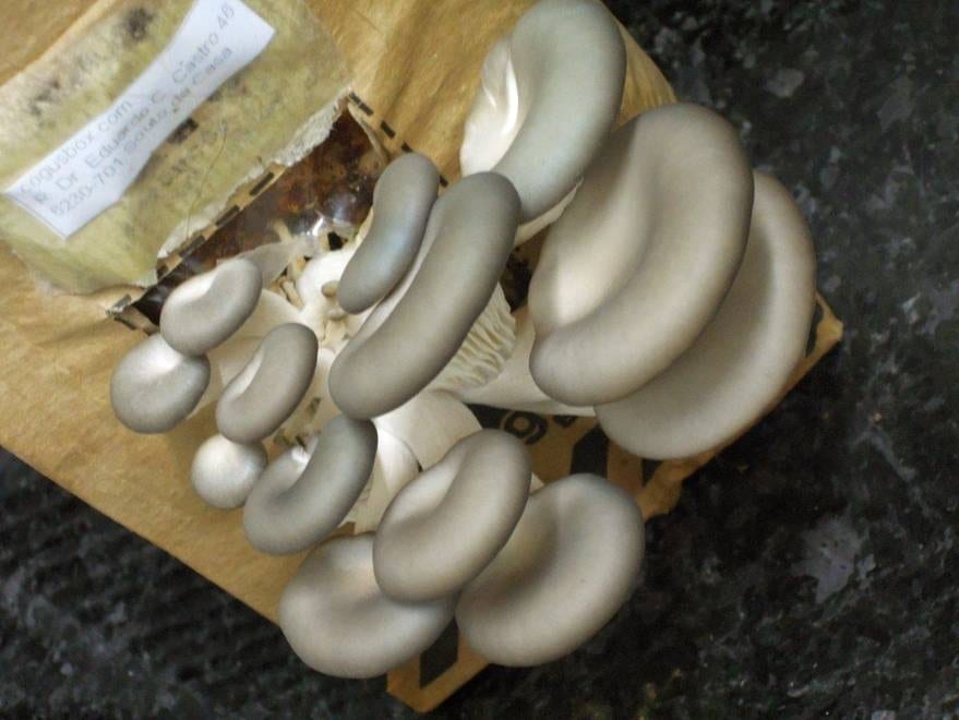 cogumelos1